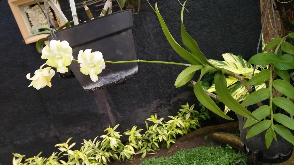 Roemah Canting Homestay Yogyakarta Exterior foto